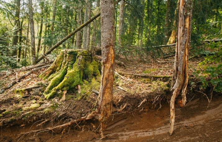 4 hectares of Carpathian forests are cut down every hour in eight countries
