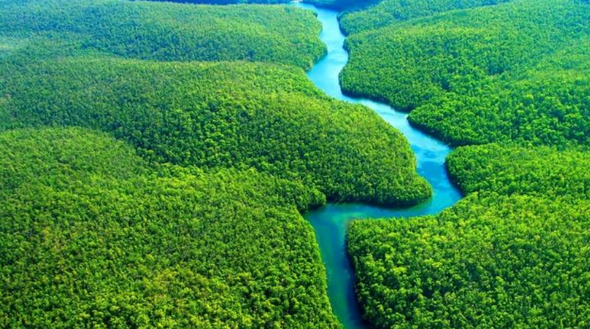 save the Amazon