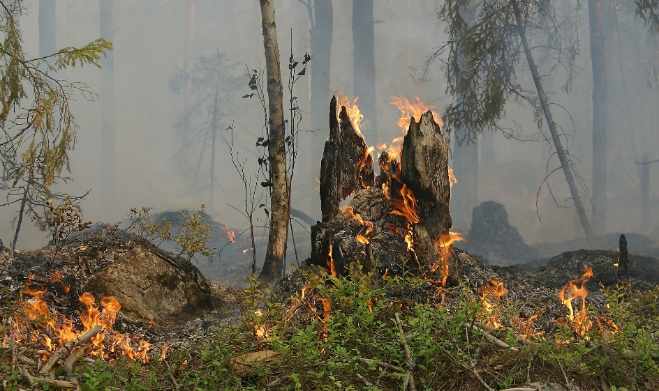 Forest fires, war and consequences: what to do with the ashes?