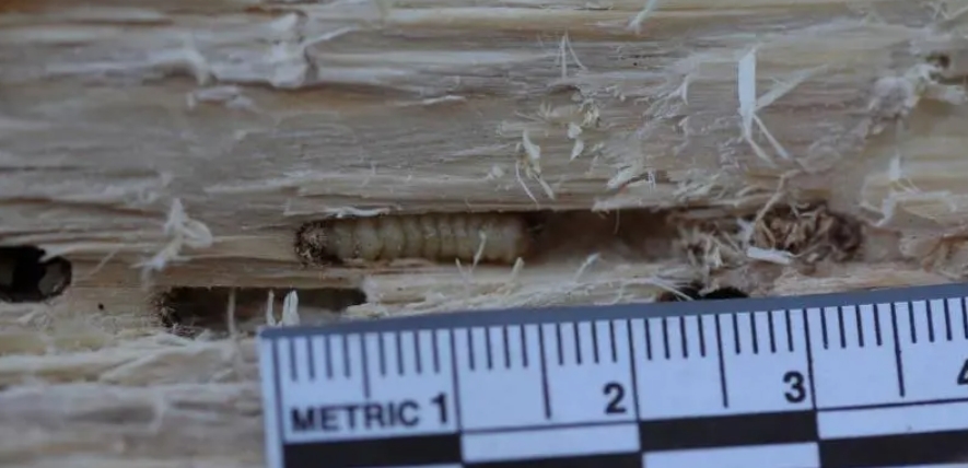 Larval burrows of the longhorn beetle