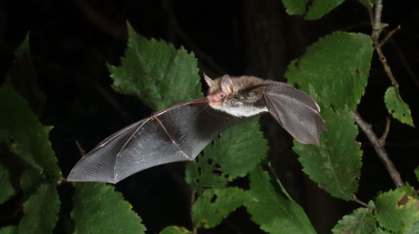 The role of bats in forest conservation