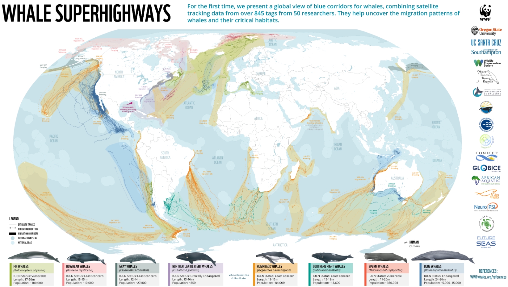the migration routes of whales in the Pacific Ocean
