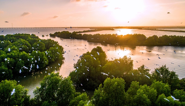 The Protection of Mangrove Forests