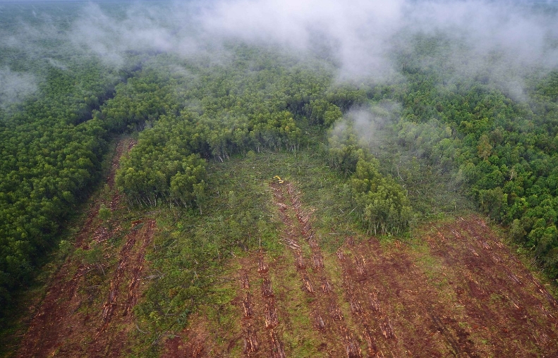 Tropical rainforest is clearcut through forestry operations on the Kampar Peninsula in Riau, Sumatra